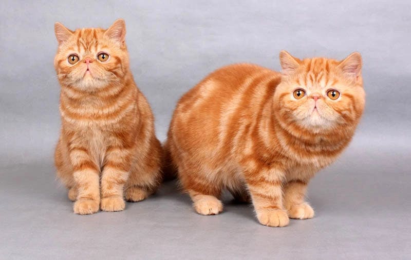 Exotic Shorthair