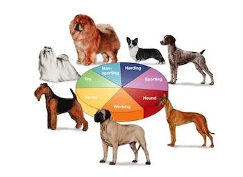 AKC Dog Breed Groups