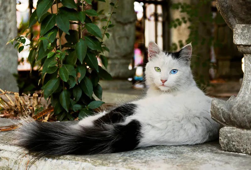 Turkish Angora