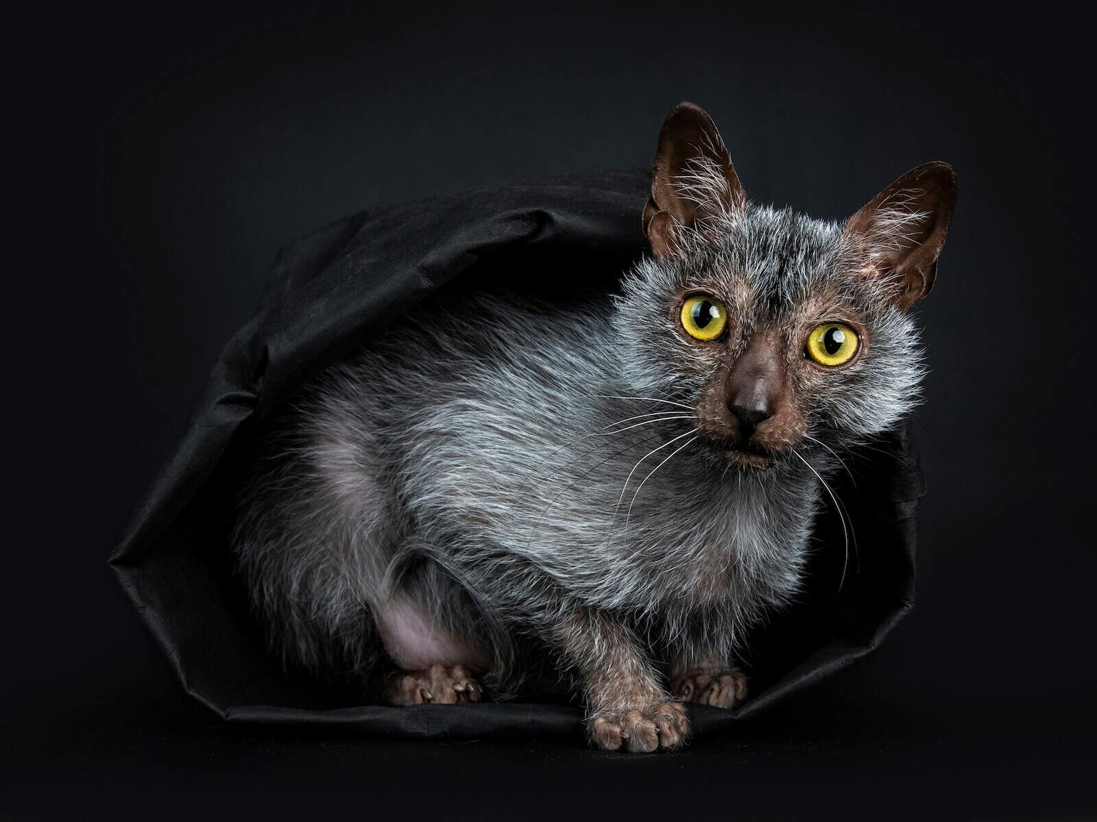 Lykoi cat