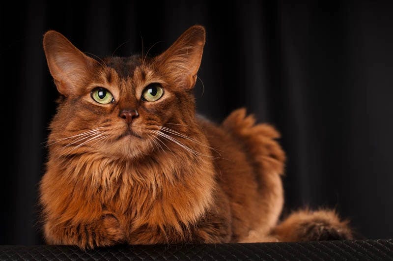 Somali cat