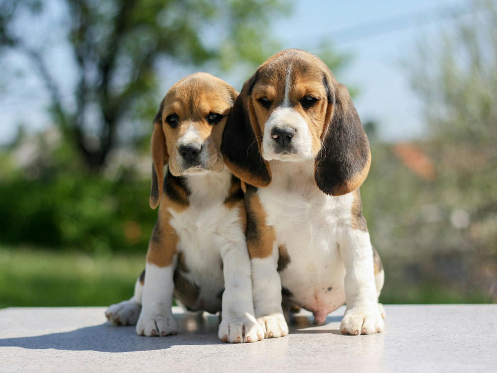 Top 20 America’s Most Popular Dogs for 2021