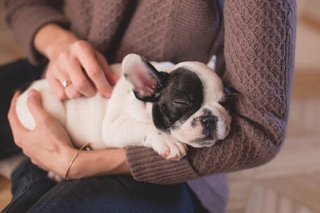 cuddling French Bulldog