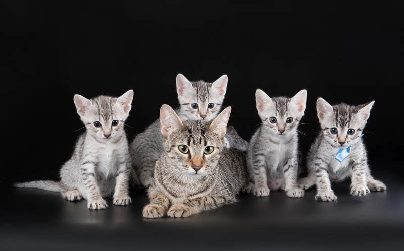 Egyptian Mau