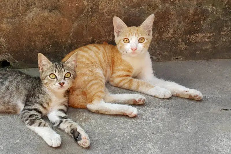 Javanese cat