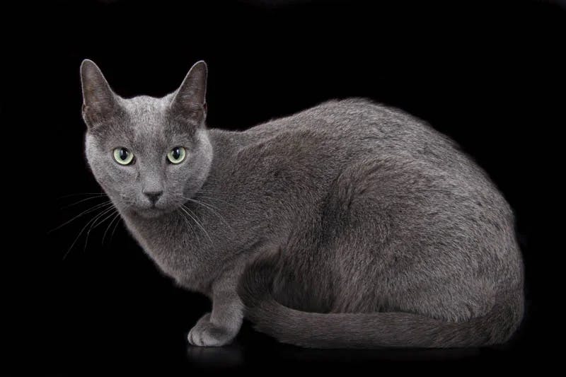 Russian Blue