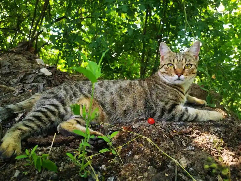 Egyptian Mau