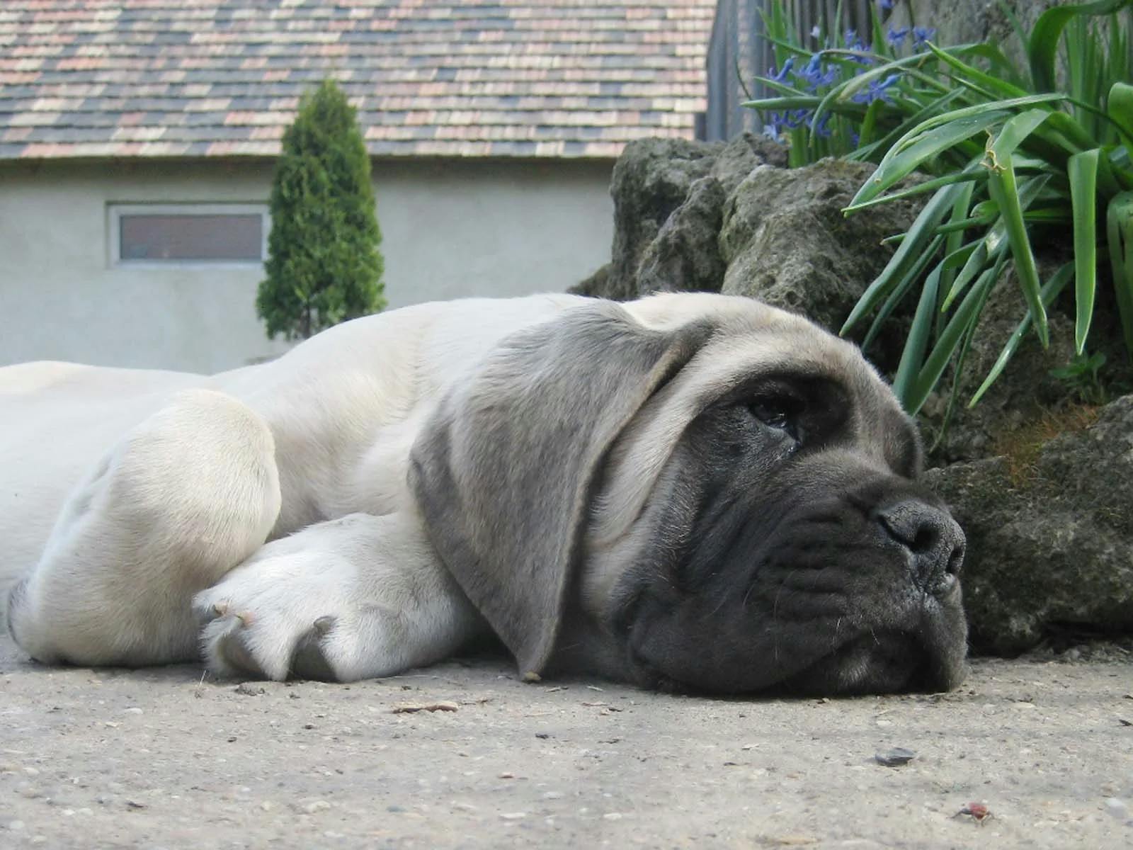 apricot mastiff