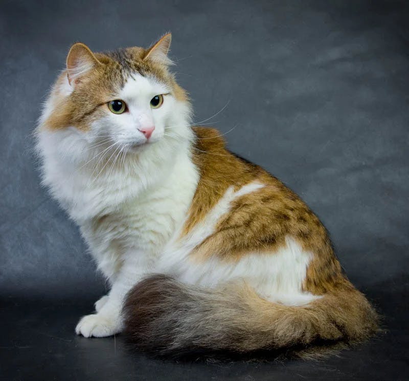 Ragamuffin cat