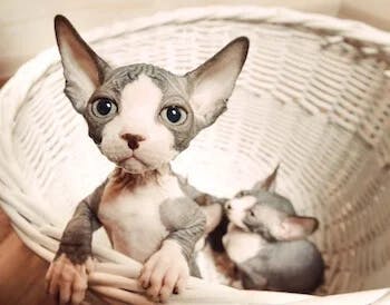 Sphynx - hairless cats