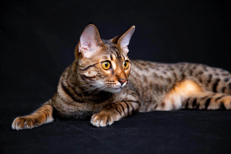 Savannah cat