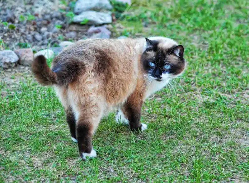 Snowshoe cat