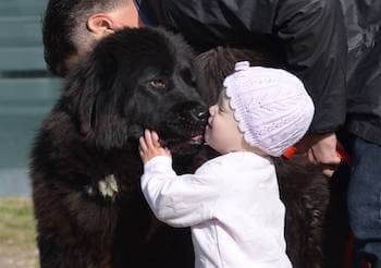 Baby and a large dog