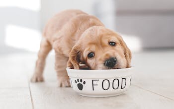 Puppy feeding