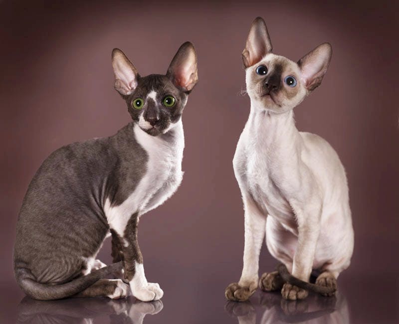 Cornish Rex