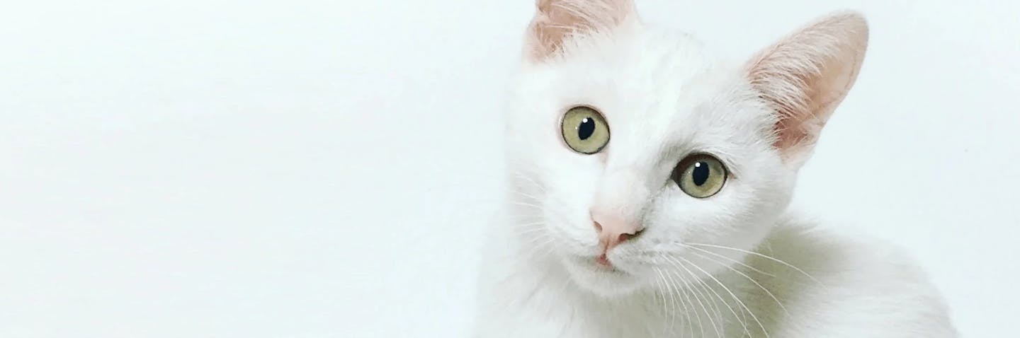 Cats And Kittens For Sale From Reputable Breeders Pets4you Cats And Kittens For Sale From Reputable Breeders Pets4you