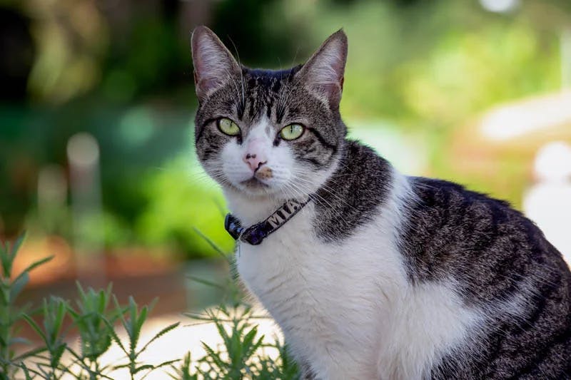 American Wirehair