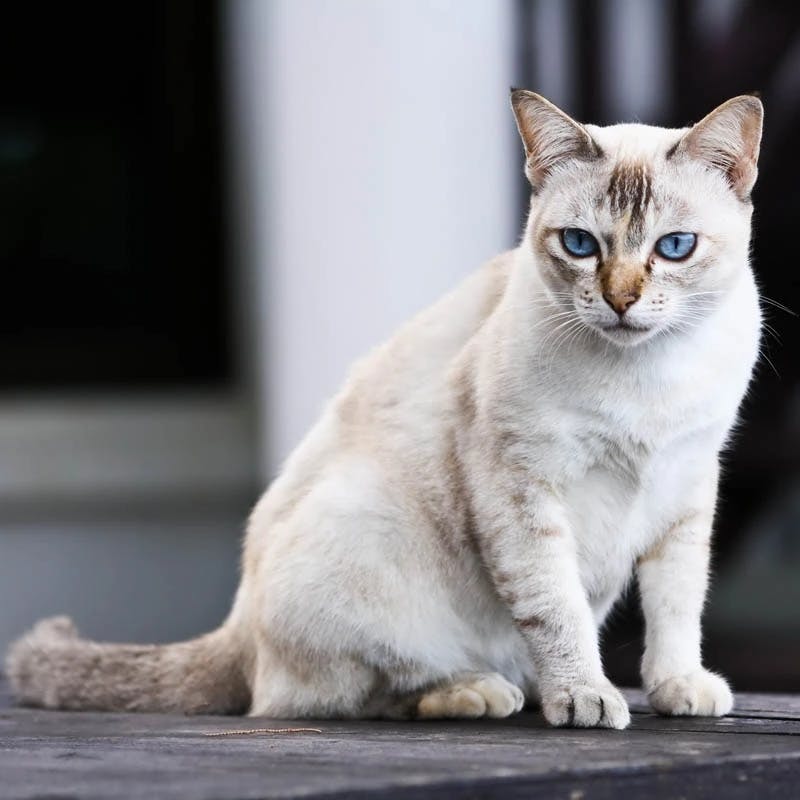 Thai Cat