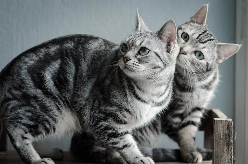 American Shorthair cats