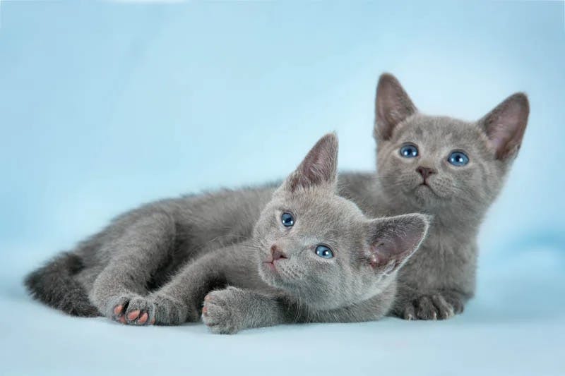 Russian Blue