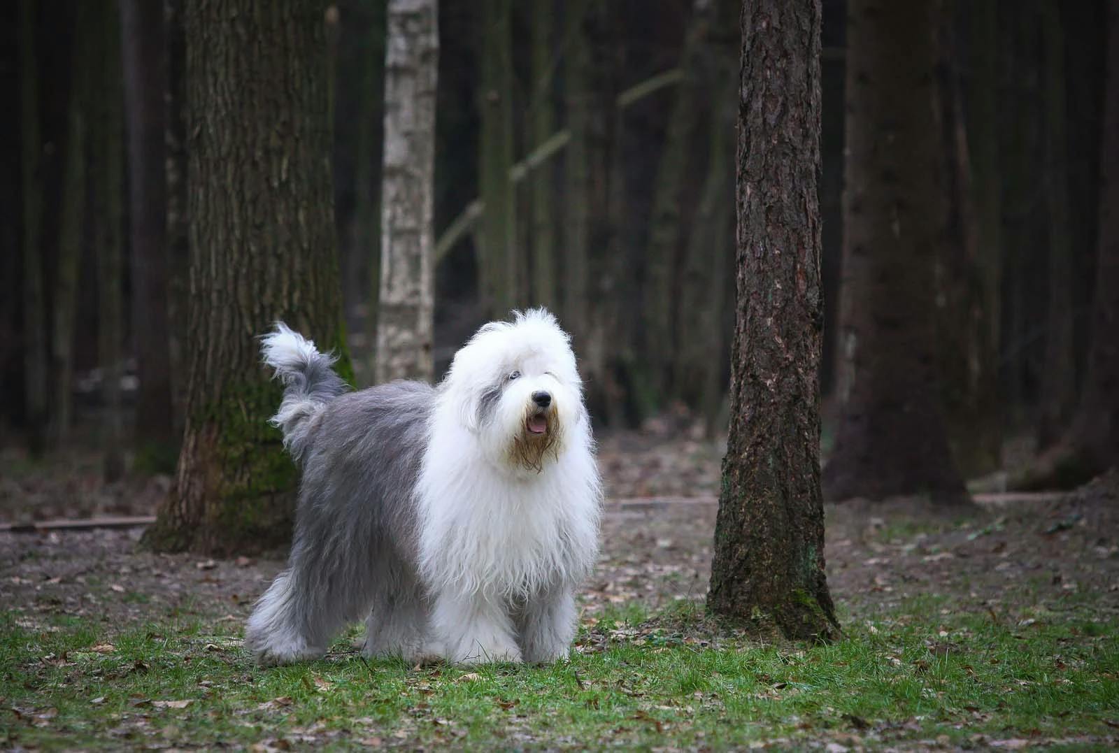 are old english sheepdogs polite with strangers