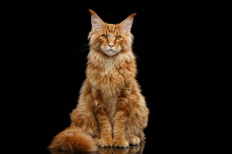 Maine Coon