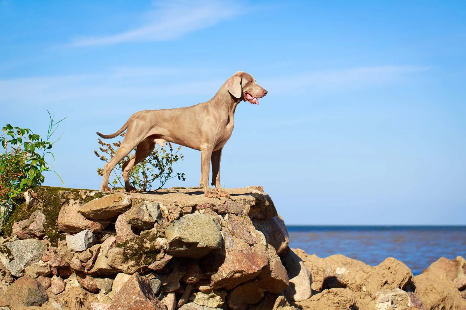 Weimaraner: The Essential Breed Guide | Pets4You