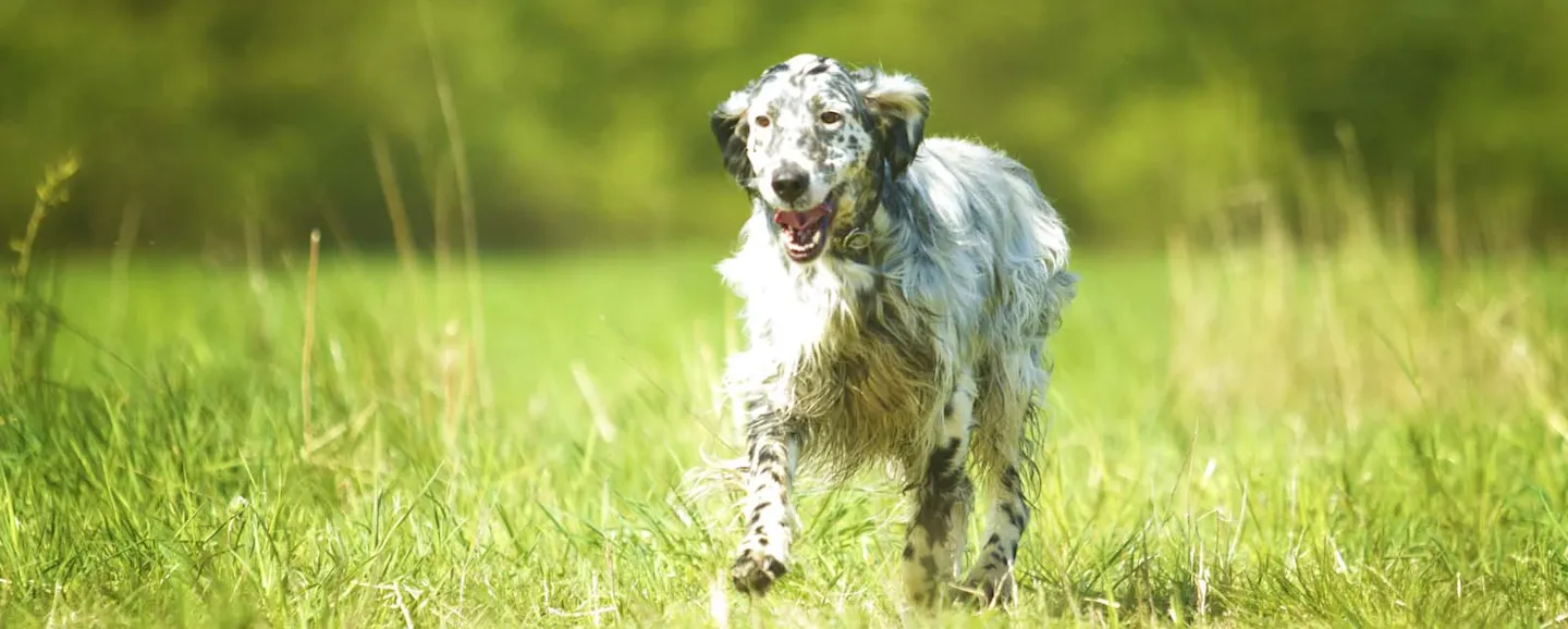 English Setter