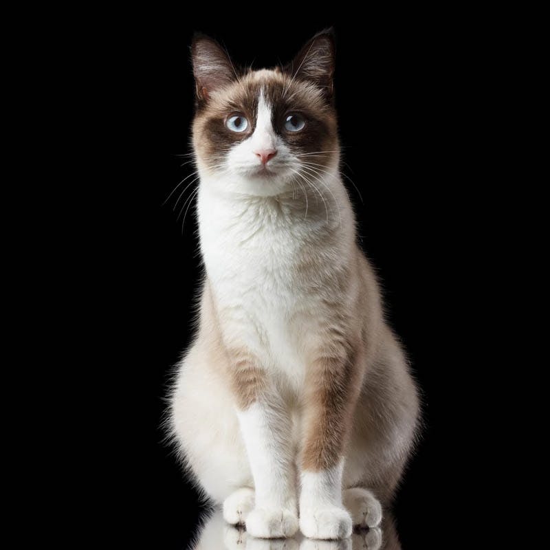 Snowshoe cat