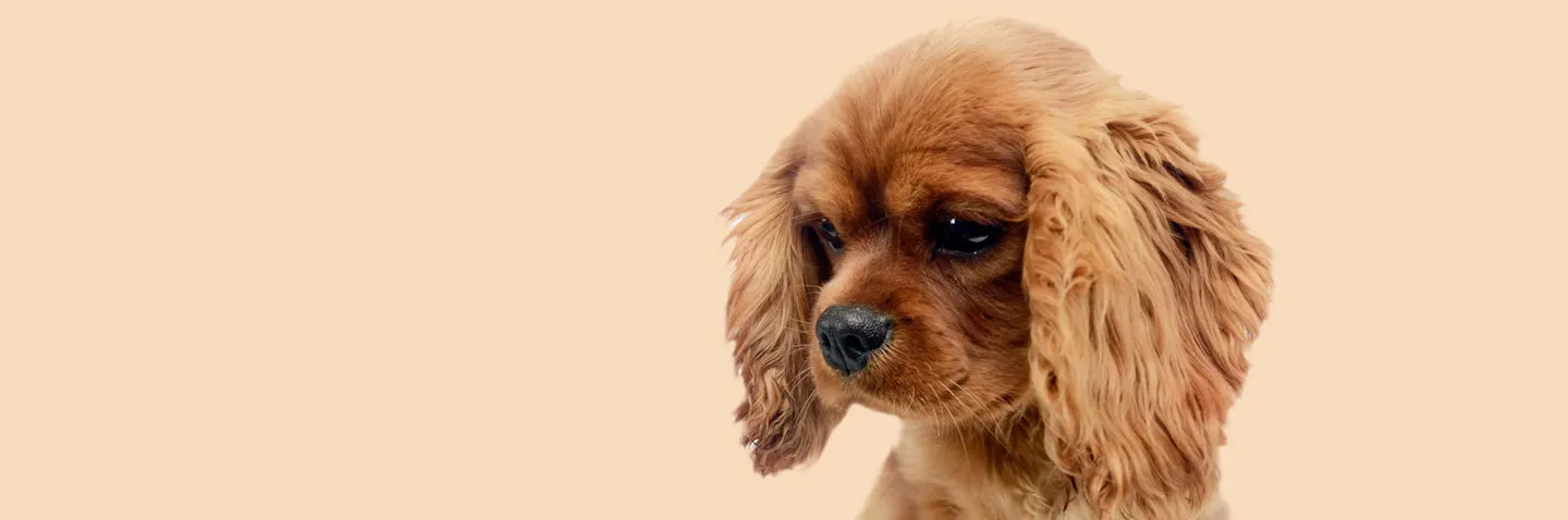 Pure Breeding List of 250 Purebred Dog Breeds with pictures | Pets4You