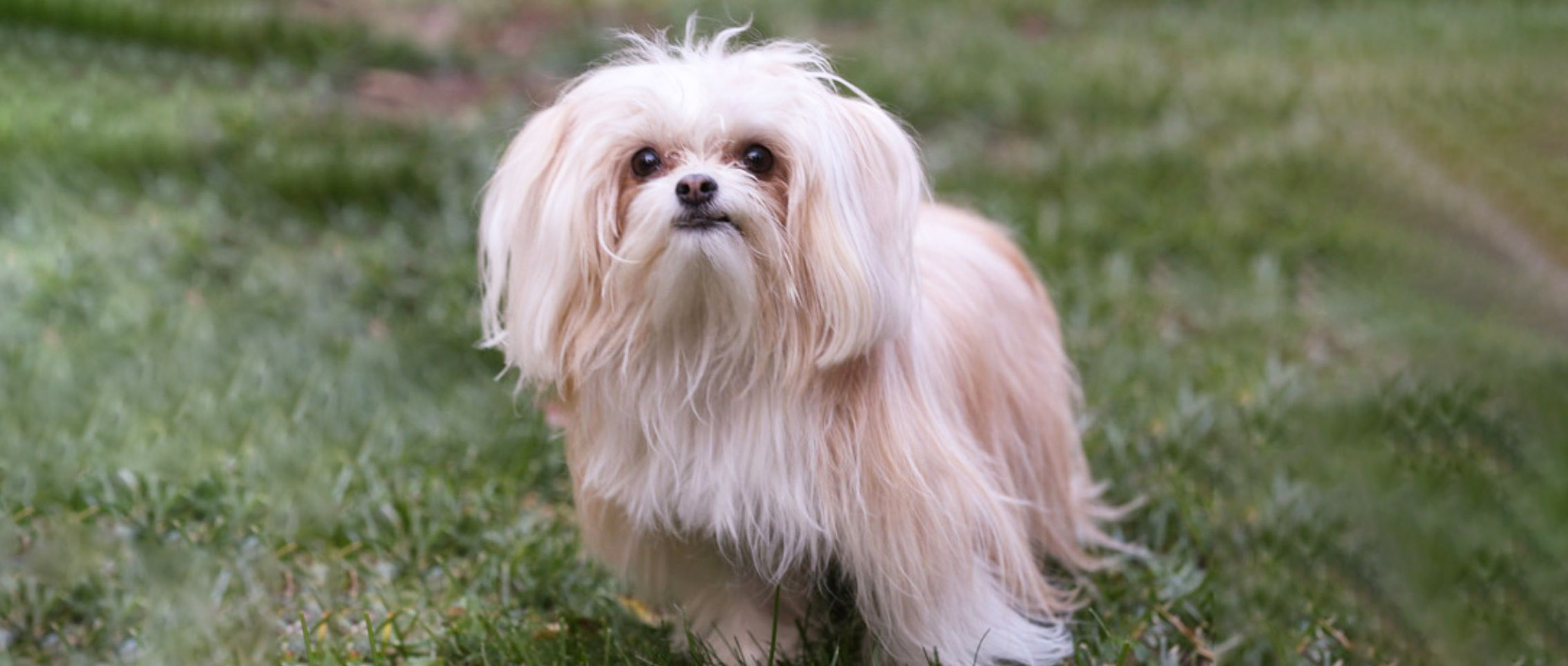 MiKi Dog The Essential Breed Guide Pets4You