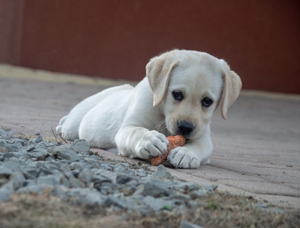 The Benefits of Grain and Chicken Dog Food for Your Puppy