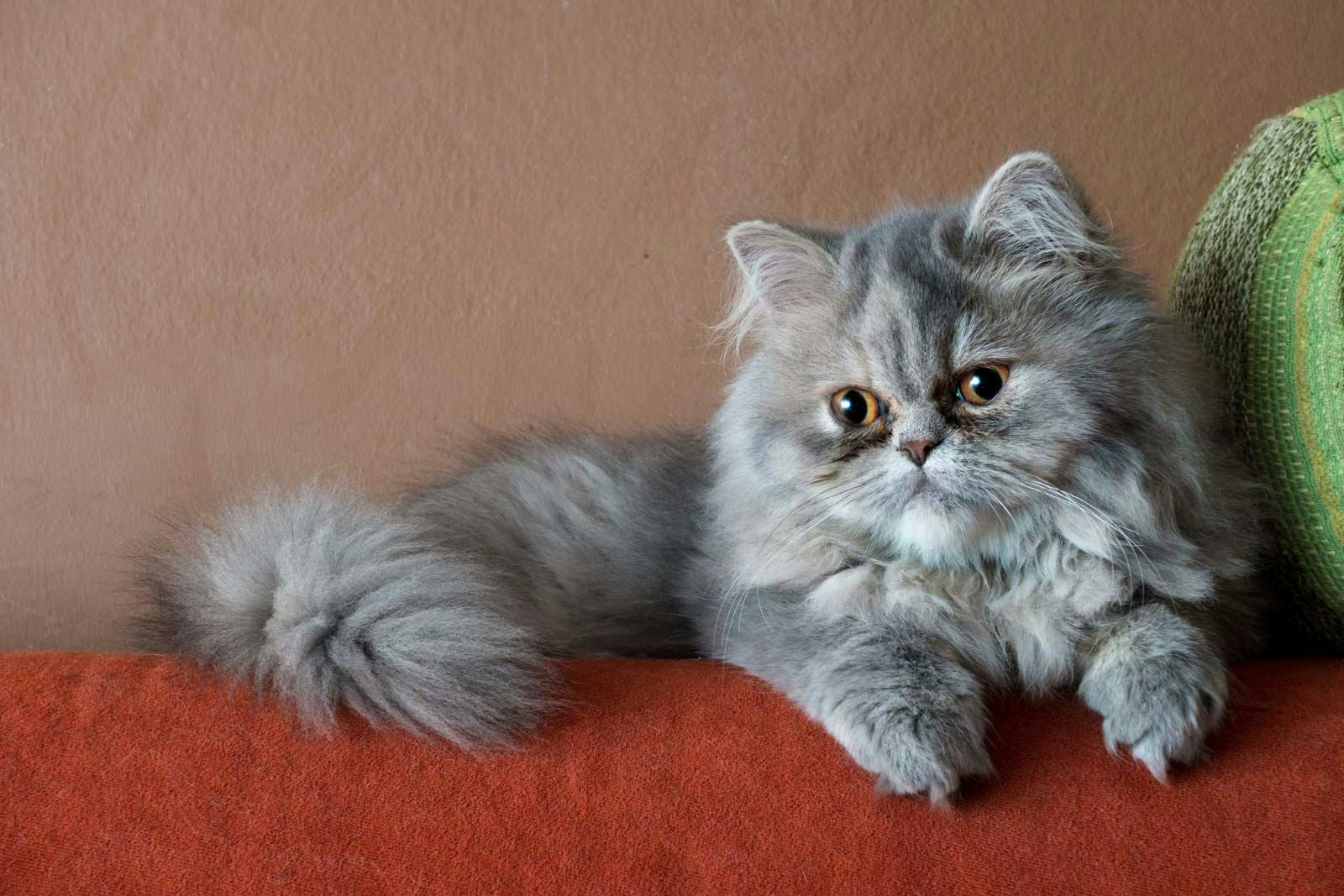 Persian Cat