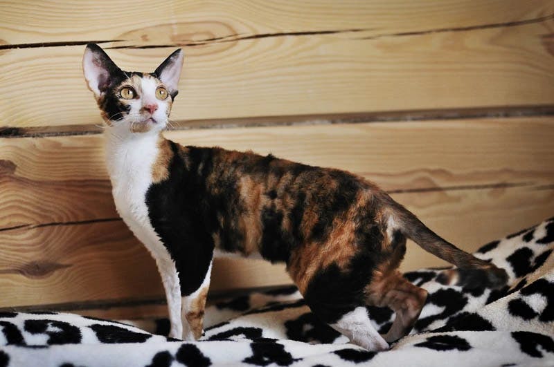 Devon Rex