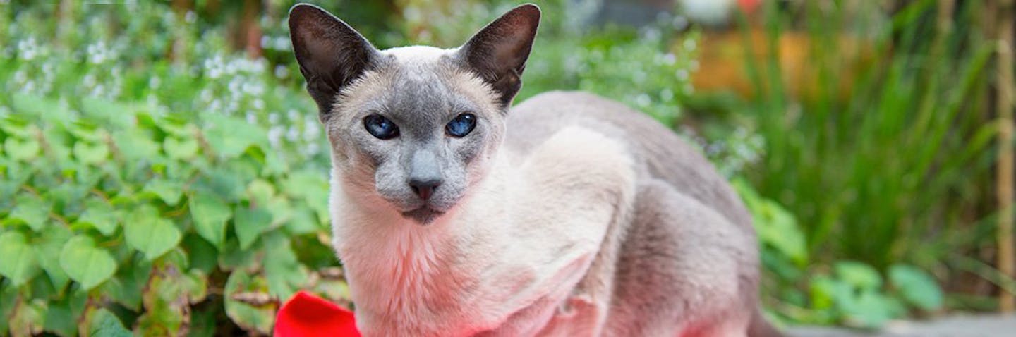 Colorpoint Shorthair: The Essential Breed Guide I Pets4You