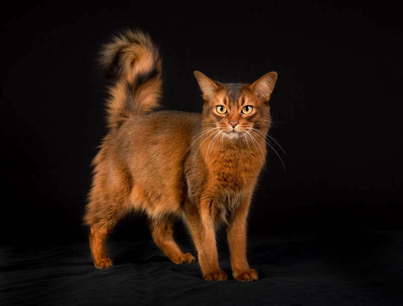 Somali cat