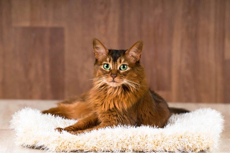 Somali cat