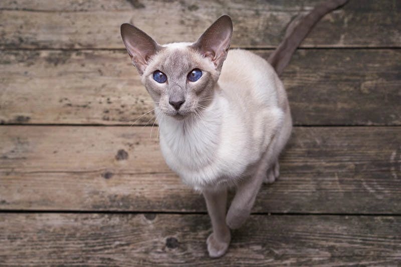 Oriental Shorthair