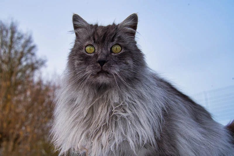 Turkish Angora