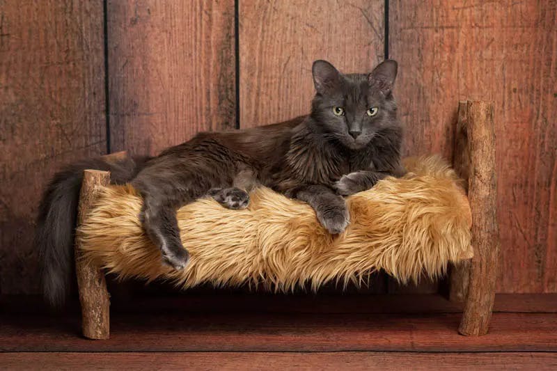 Nebelung cat