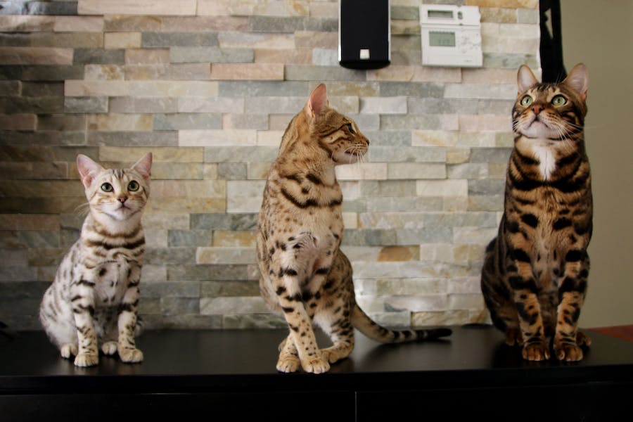 3 Bengal Cats