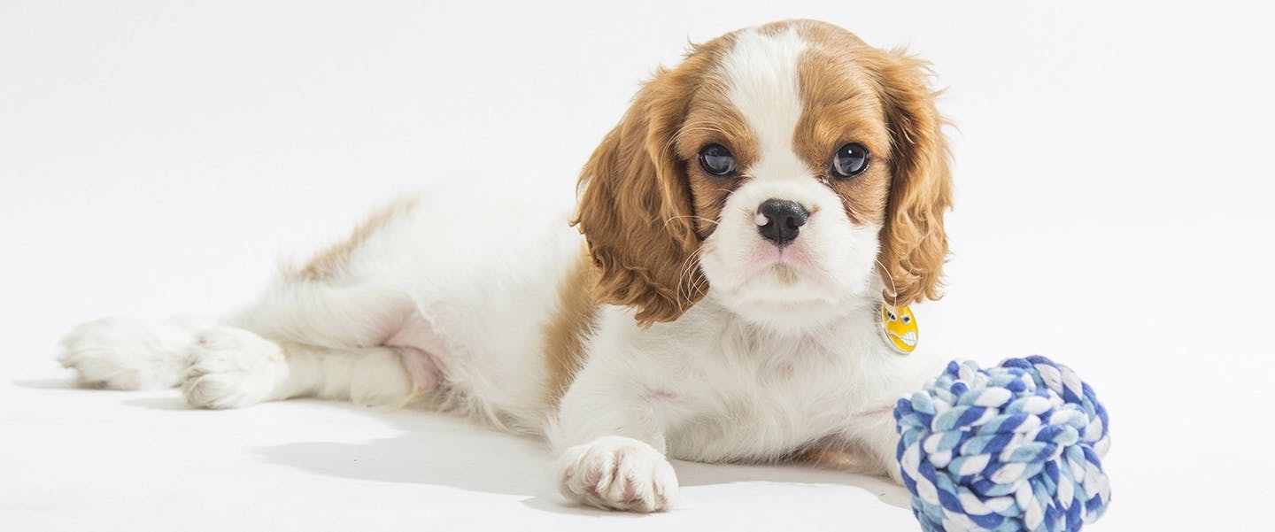 do cavalier king charles spaniels smell