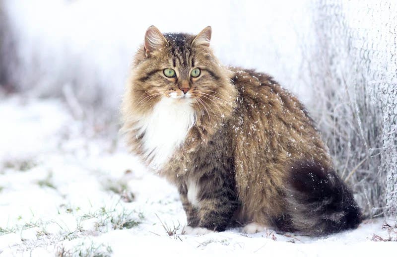 Siberian Cat: The Essential Breed Guide | Pets4You