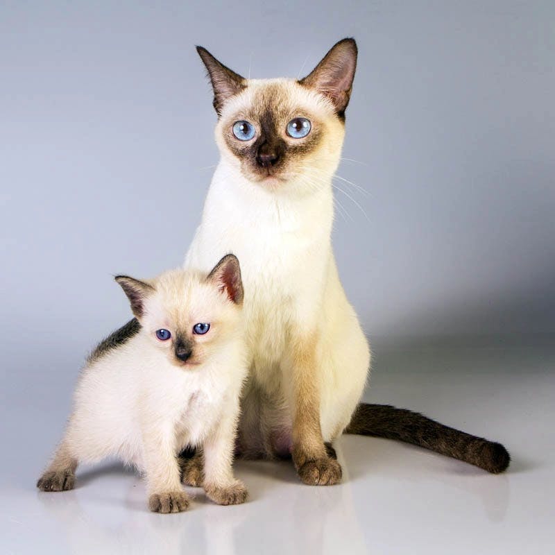 Siamese