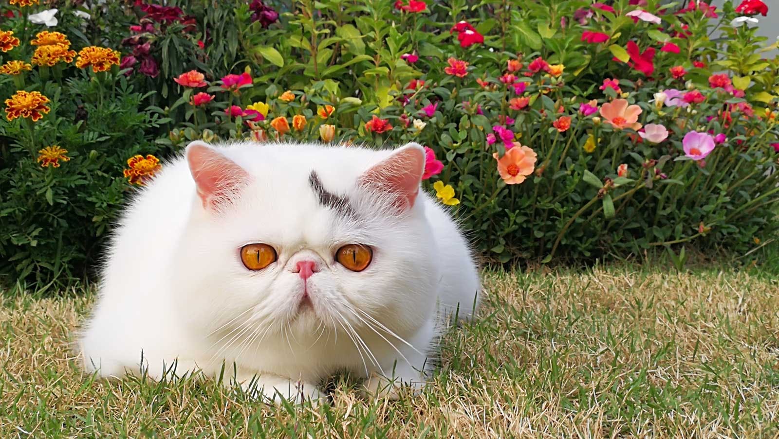 Exotic Shorthair Cat