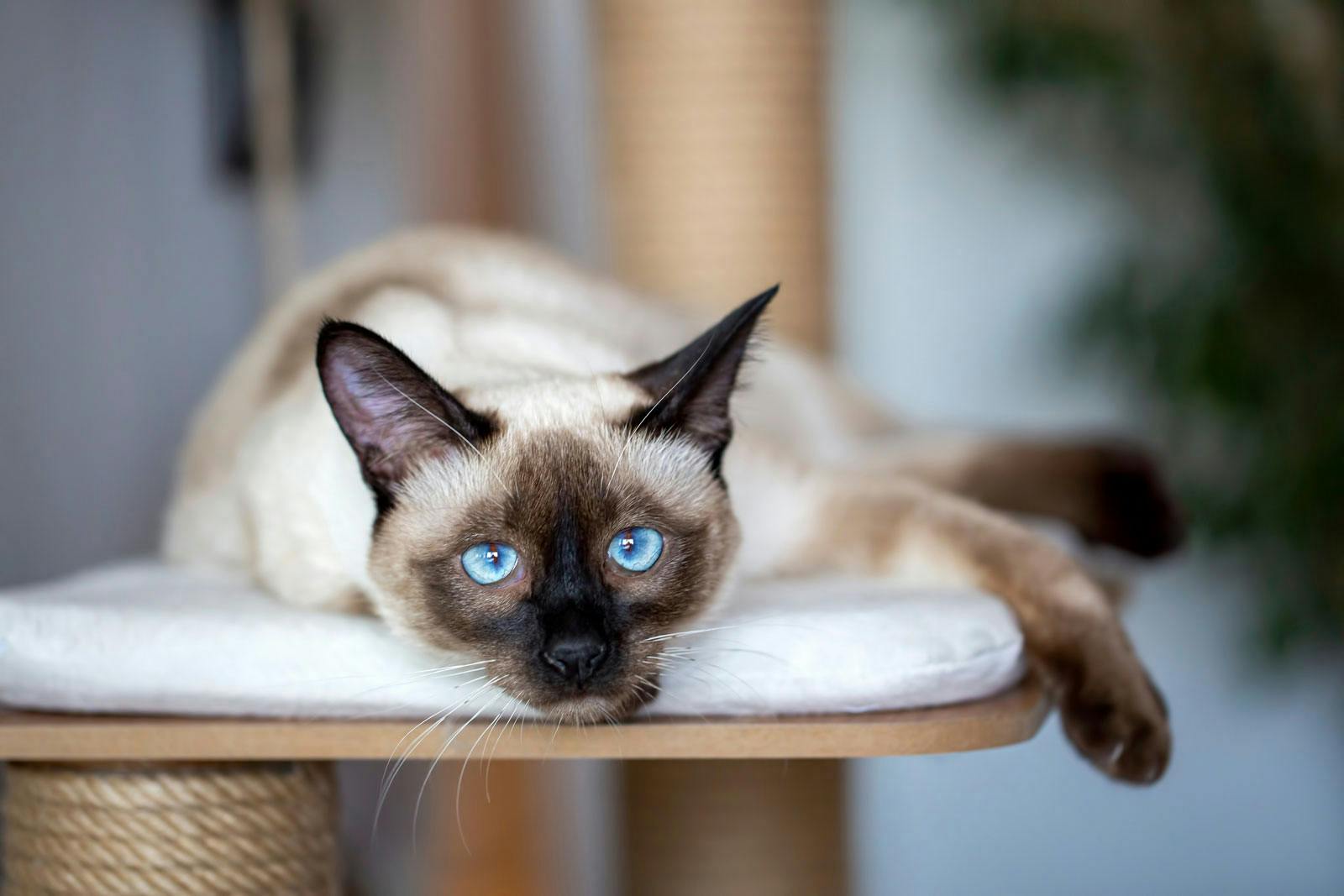 Siamese