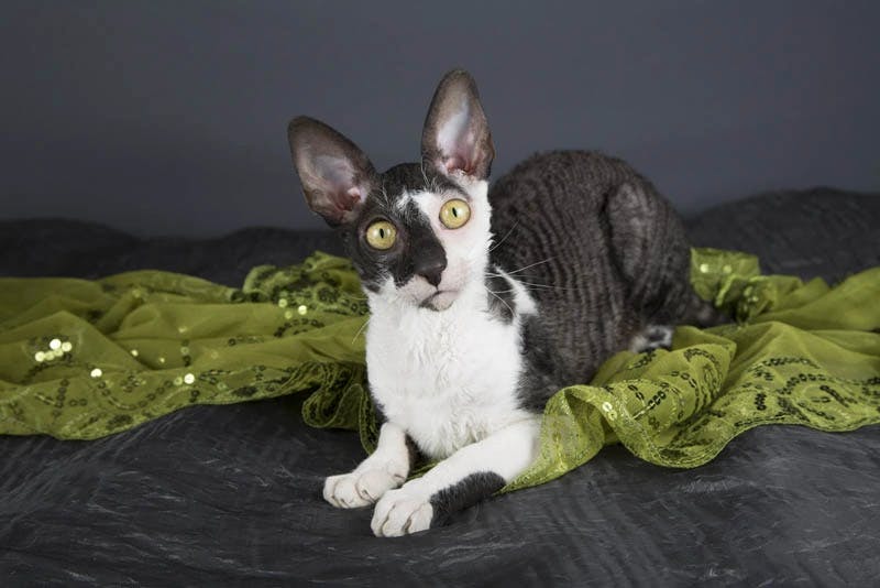 Cornish Rex