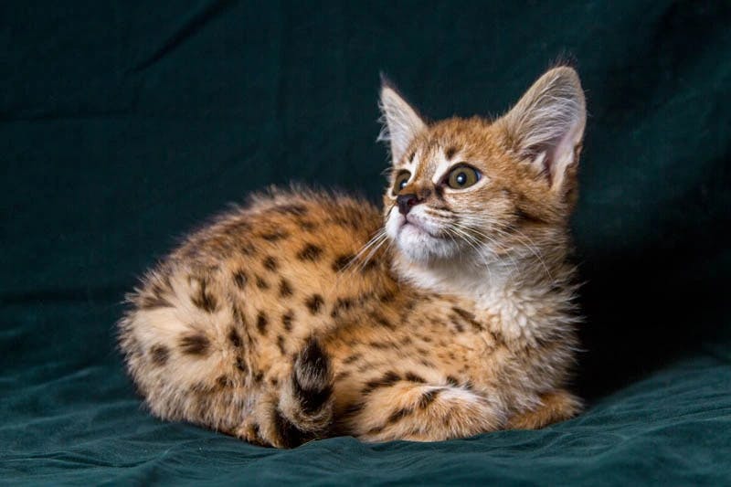 Serval