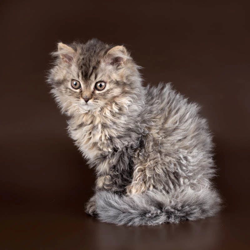 Selkirk Rex