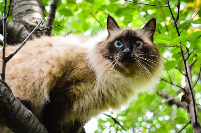 Balinese cat